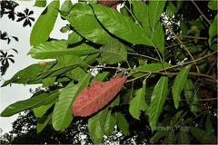 Elaeocarpus tectorius